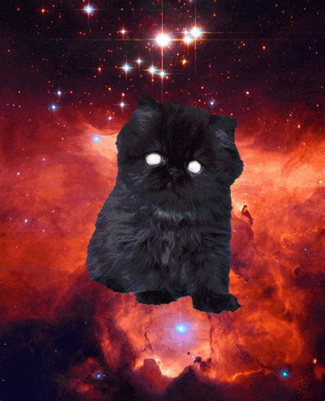 Cats In Space Humor Gif Wifflegif Vrogue Co