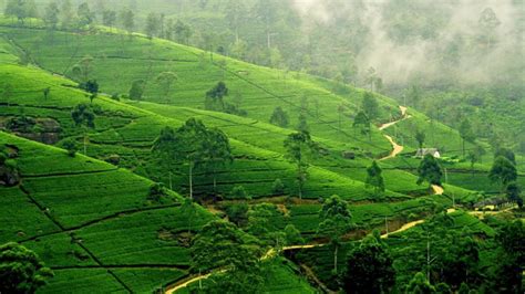 Sri Lanka Tea Plantation