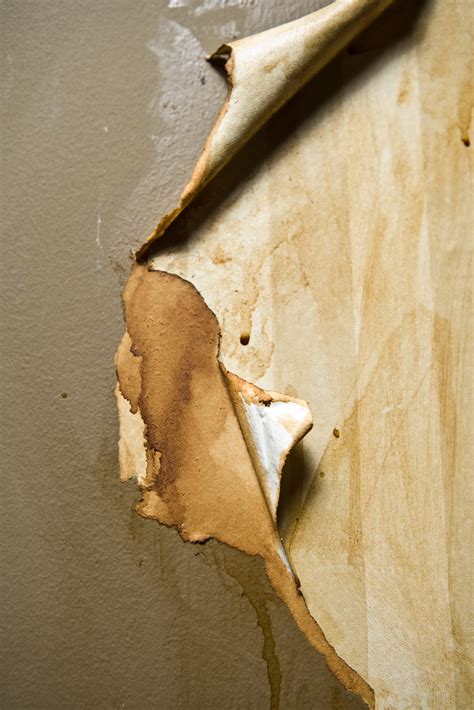 To remove paper from your wall, use hot water in a spray bottle and wallpaper remover solvent (such as. How to Prepare Walls for Paint After Removing Wallpaper ...
