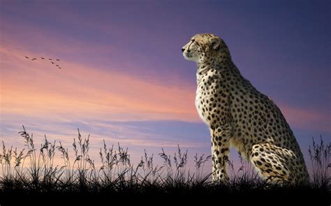 Cheetah Photo Cheetah Colorful Hd Running Sky Animals 4453