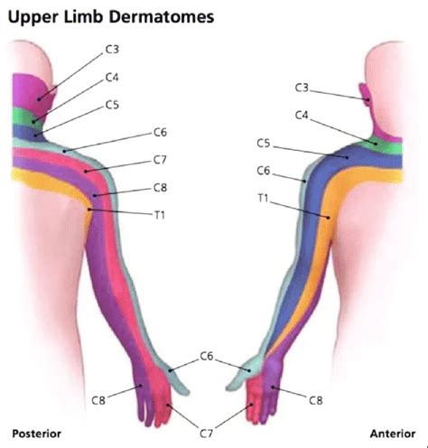 Radial Nerve Dermatome Archives Samarpan Physiotherapy Clinic