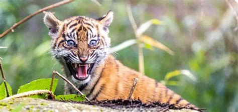 Sumatran Tiger Cubs Emerge From Their Den At Chester Zoo