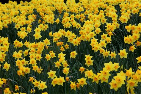 Filefield Yellow Daffodil Flowers West Virginia Forestwander
