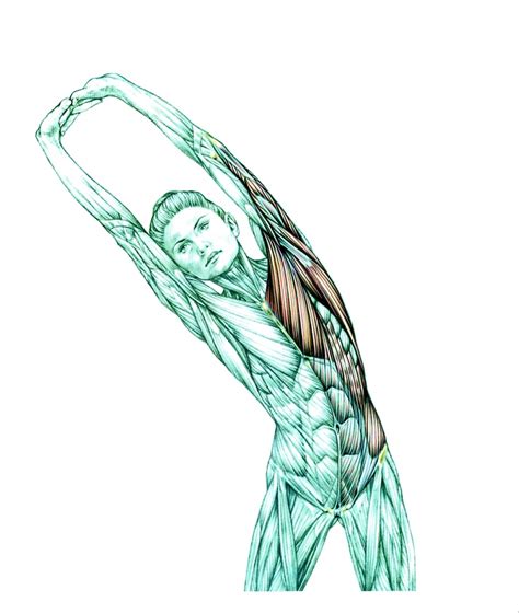 Back muscles drawing reference female. 39 best Frederic Delavier/Strength Training Anatomy images ...