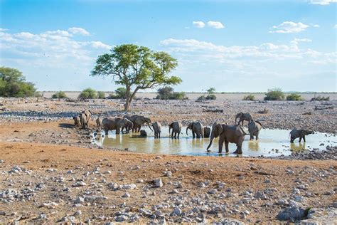 Safari In Etosha National Park Where The Wildlife Comes To You Atlas And Boots