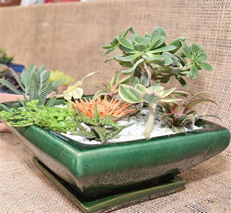 Succulent Container Workshop Tellys Greenhouse