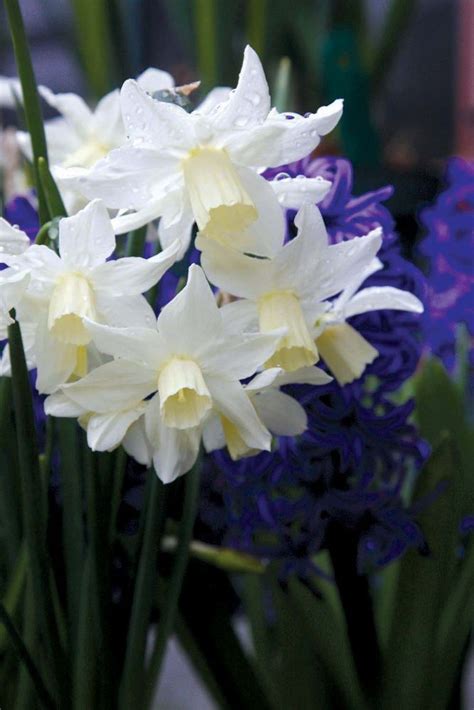This list of narcissus species shows the accepted species names within the genus narcissus (/ n ɑːr ˈ s ɪ s ə s /), which are predominantly spring perennial plants in the amaryllidaceae (amaryllis) family. Pin on Cutting garden
