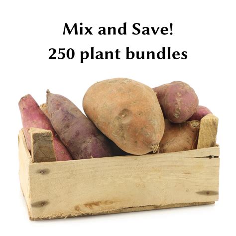 Mixed 250 Plant Bundles Sweet Potato Plants Steele Plant Company