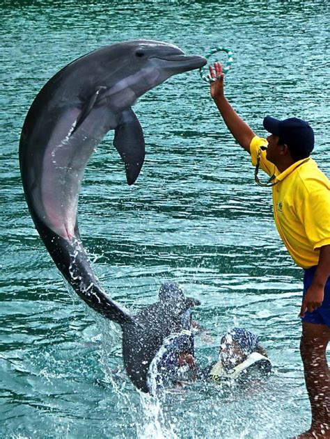 Dolphin Cove Montego Bay Swim With Dolphins Montego Bay