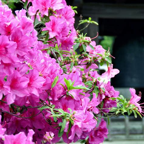 Their color contrast and bloom quantity may change, but they are capable thriving in a. National Plant Network 2.25 Gal. Azalea Karen's Flowering ...