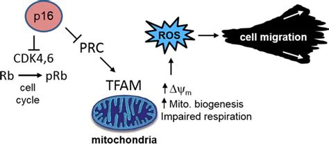 Loss Of P16 Ink4a Stimulates Aberrant Mitochondrial Biogenesis Through