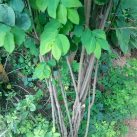 Berdasarkan diagram di atas, organisme yang berperan sebagai produsen adalah nomor … a. Paling Keren 15+ Gambar Daun Kelor Dan Daun Katuk - Sugriwa Gambar