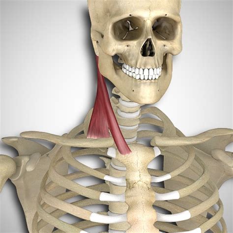 Sternocleidomastoid Attachments And Actions 3d Muscle Lab