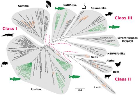 Frontiers Endogenous Retroviruses In Fish Genomes From Relics Of