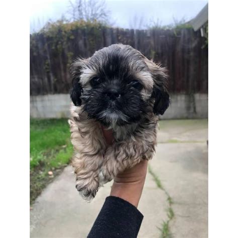 A top quality chinese imperial shih tzu breeder. 6 Shih Tzu puppies available for sale in Sacramento ...