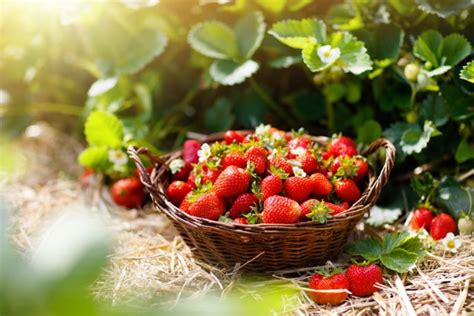 27 Strawberry Gardening Tips Everyone Should Follow