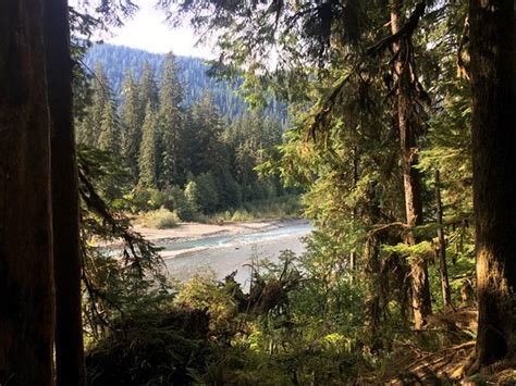Hoh River Trail Olympic National Park 2020 All You