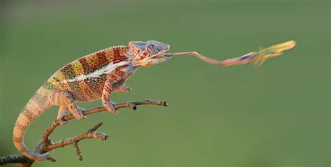 Hunting By Mirek Zítek 500px Wildlife Photography Hunting Chameleon