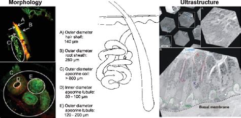 Figure 3 From A Short History Of Sweat Gland Biology Semantic Scholar