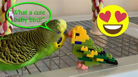 Cute Parakeet Speaks To Budgie Toy Adorable Captioned Youtube