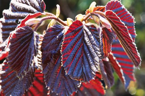 Purple Leaf Plants For The Garden And Landscape