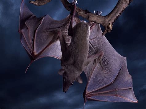 Bat Pictures Photos And Images For Facebook Tumblr Pinterest And