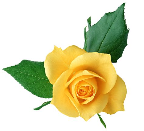 Yellow Rose PNG Transparent Picture | Yellow roses, Yellow ...