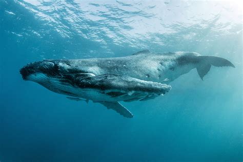 Illuminating Underwater Photos Highlight The Gentle Beauty Of Giant