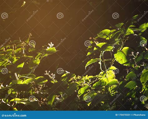 Luz Y Sombra Sobre Hojas Verdes En El Bosque Al Amanecer Imagen De
