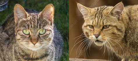 Feral Cat And Wildcat Compared Stock Image C0380662 Science
