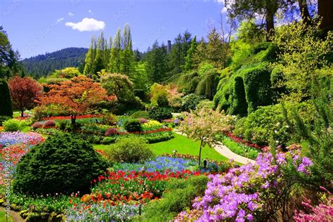 Butchart Gardens Victoria Canada View Of The Colorful Flowers Of The