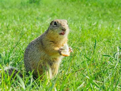 How To Keep Squirrels Out Of Garden Uk - How To Stop Squirrels From Running On Fence