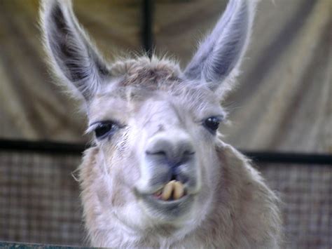 Say Cheese Smiling Llama Jardek Flickr