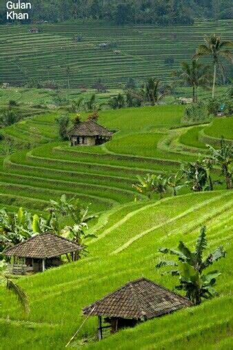 Bali Rice Fields What To See Attractions Tips Photos Artofit