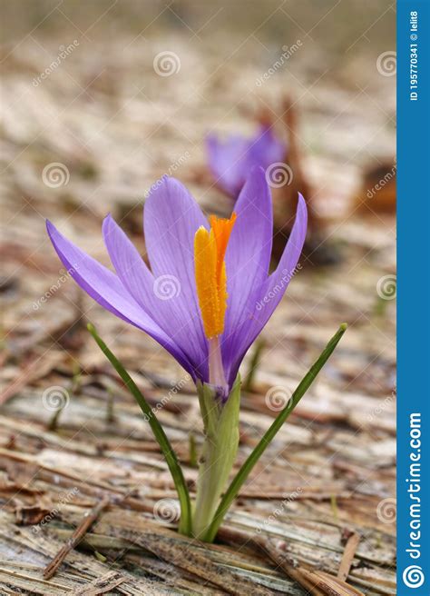 Crocus Veluchensis Wild Plant Shot In The Spring Stock Image Image