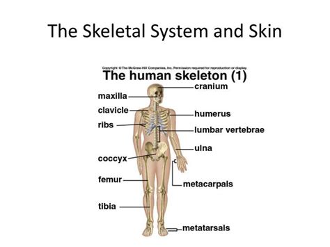 Ppt The Skeletal System And Skin Powerpoint Presentation Free