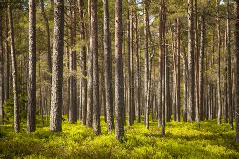 904243 Pine Forest Stock Photos Free And Royalty Free Stock Photos