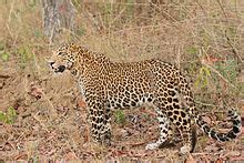 This leopard has to be one of the most sought after wildlife sightings on the planet at the moment! Indian leopard - Wikipedia