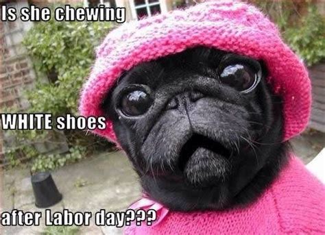 Is She Chewing White Shoes After Labor Day Absurd Cute Pugs Cute