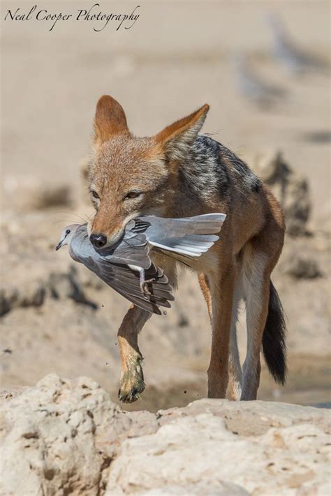 What Does Jackals Eat - DOWTA