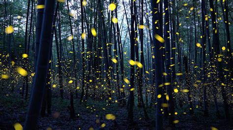 Lightning Bugs Fireflies Call Them What You Will They Re Awesome Short Wave Npr