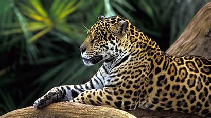 Jaguar Rainforest Wallpapers Animals Animal 1920 Forest