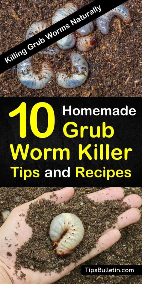 Killing Grub Worms Naturally 10 Homemade Grub Worm Killer Tips