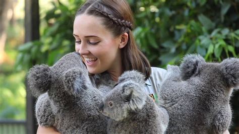 Three Koala Cuddle The Australian Reptile Park Youtube