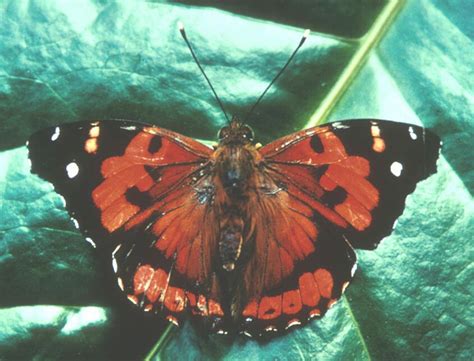 Kamehameha Butterfly Wikiwand