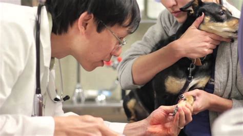 A full service animal hospital for small animals and exotics serving cape cod, wareham and plymouth. Santa Monica Pet Medical Center 2013 - YouTube