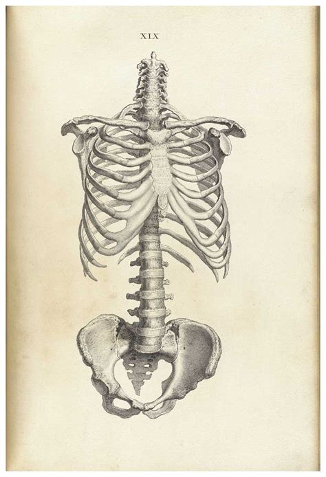 We refer to an integrated unit as an organ system. Ribcage, spine, pelvis anatomical drawing. | Anatomy ...