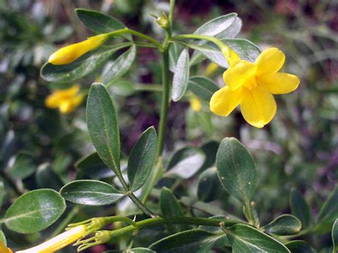 10 Great Jasmine Shrubs And Vines For Your Landscape