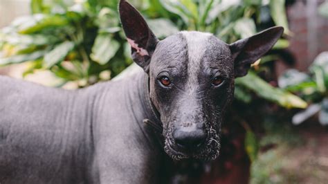 Xoloitzcuintli The Mexican Hairless Dog Ancient Guide To The