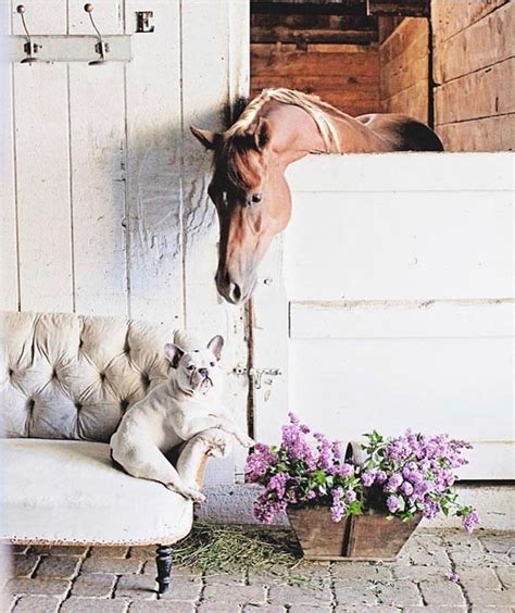 12 Beautiful White Stable Interiors Horse Barns Dreamy Whites